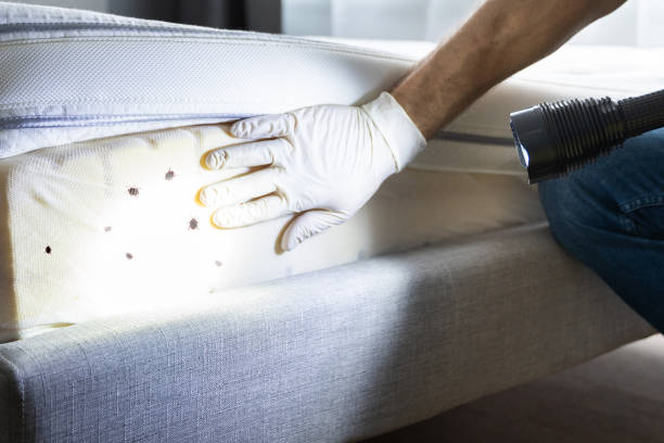 Best Wasp Removal Services  in Middleburg Heights, OH