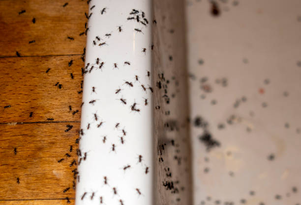 Best Cockroach Control Services  in Middleburg Heights, OH