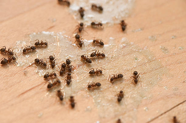 Reliable Middleburg Heights, OH Pest Control Solutions