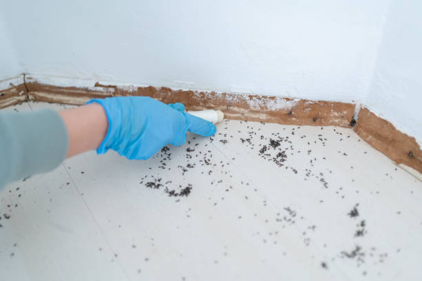 Best Termite Control Services  in Middleburg Heights, OH